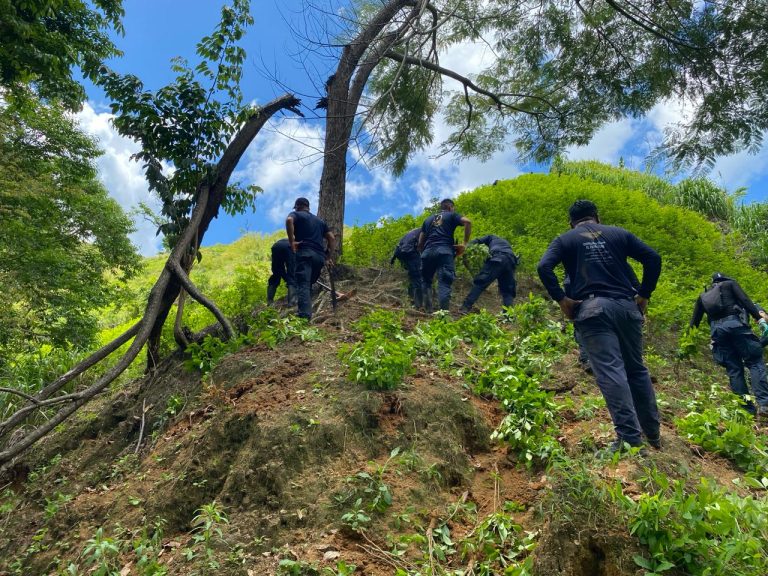 Destruyen Mil Arbustos De Hoja De Coca Asegurados En Col N Hch Tv