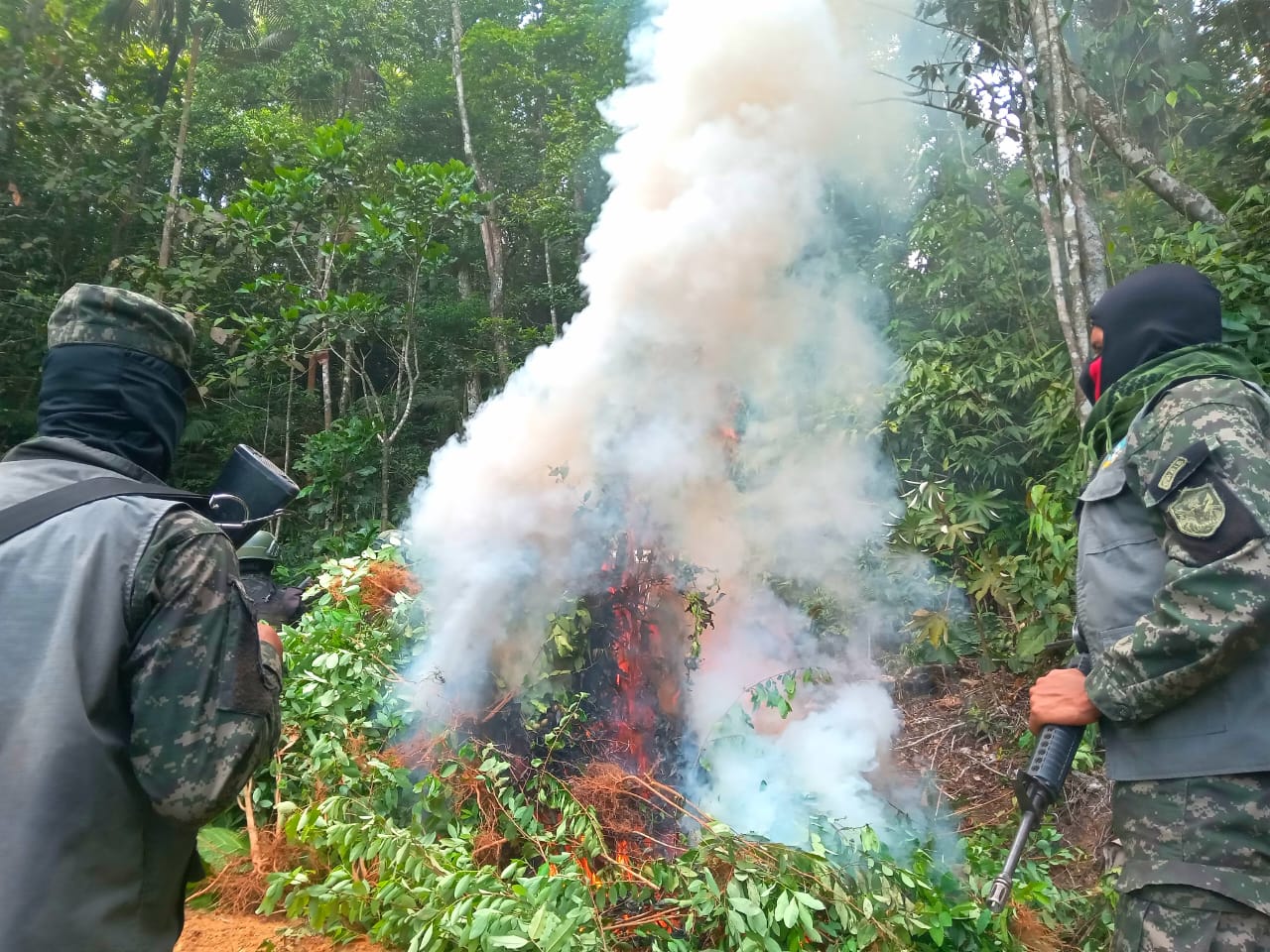 Erradican plantaciones de hoja de coca en Olancho y Atlántida HCH TV