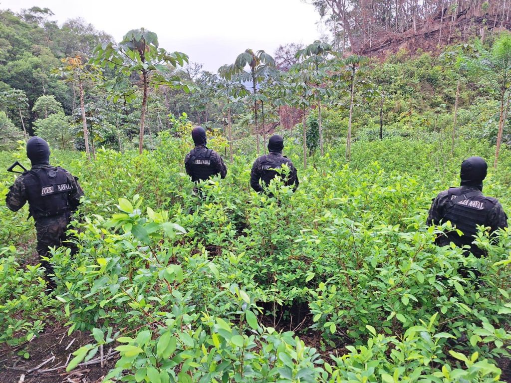 Aseguran M S De Mil Arbustos De Coca Y Narcolaboratorio En La