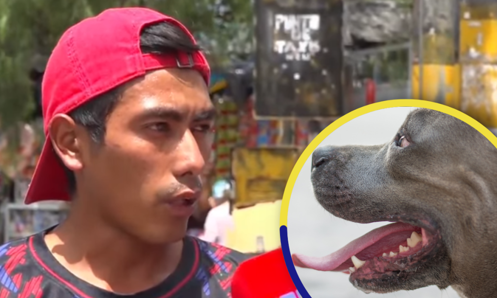 Denuncia Dos Pitbull Por Poco Matan A Su Esposa En Siguatepeque Y