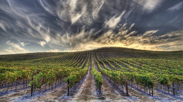 Más de 400 bodegas producen en el suelo fértil de Napa Valley, en la Bay Area de California (iStock)