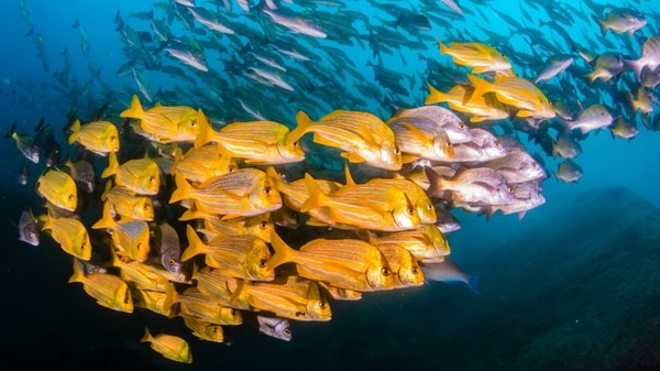 La biodiversidad del Mar de Cortez se magnifica por la presencia de uno de los tres únicos arrecifes de coral vivos de Norteamérica (Shutterstock)