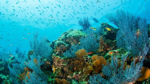 Hace tiempo que la majestuosidad del Parque Marino Cabo Pulmo es reconocida por el mundo entero (Shutterstock)