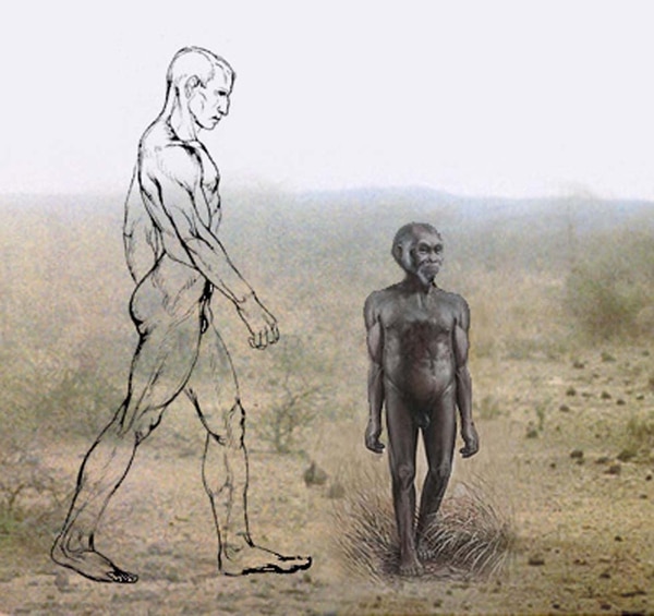 Comparación de tamaño entre el homo sapiens y el homo floresiensis