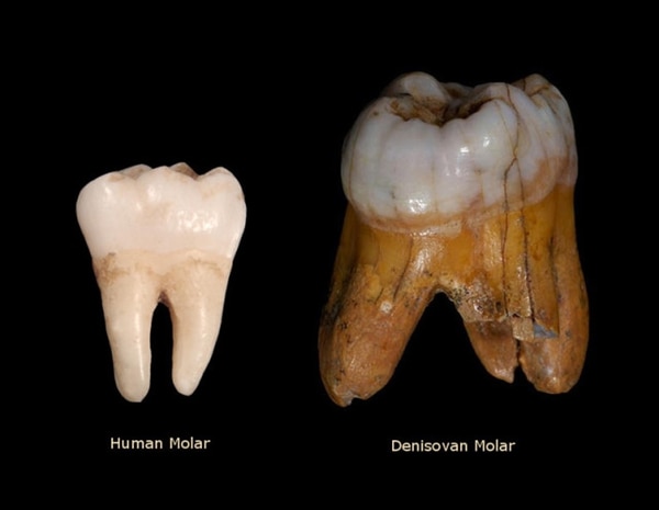 Comparación entre un molar de un homo sapiens sapiens y el denosivano