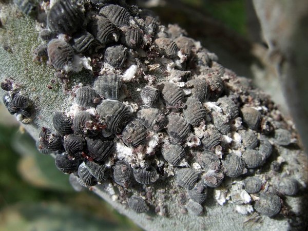 Grupo de hembras de Dactylopius coccus alimentándose sobre una penca de nopal en La Palma. WIKIMEDIA COMMONS.