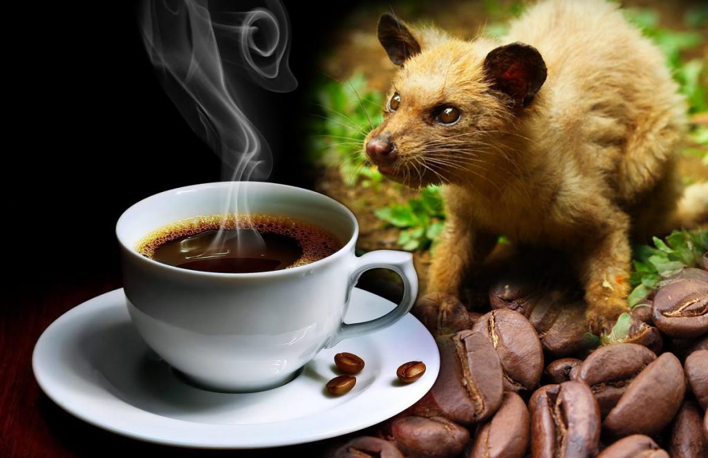 El café más caro del mundo está hecho de caca de gato