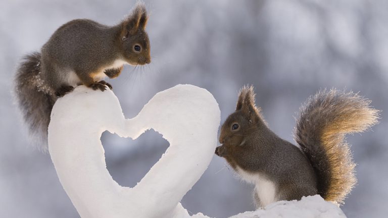 Las ardillas se vuelven románticas para el Día de San Valentín. | HCH.TV