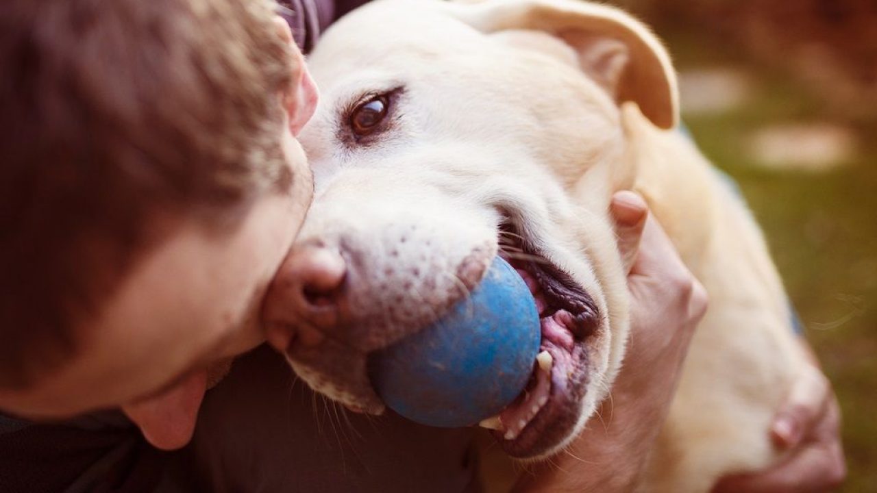 ¿Sabía que hoy es el Día Mundial del Perro? | HCH.TV