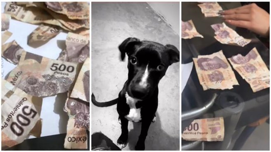 Video Viral Dos Perros Destrozaron Los Ahorros De Su Dueña Hchtv 2062