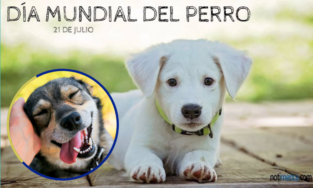 hay un dia internacional del perro