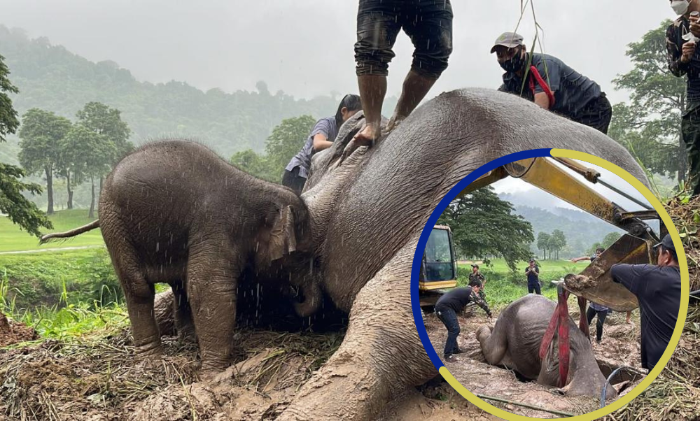 [VIDEO]: El Increíble Rescate De Un Elefante Que Sufrió Un Infarto Al ...