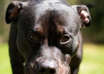Menor fue víctima de ataque canino en Lepaera, Lempira