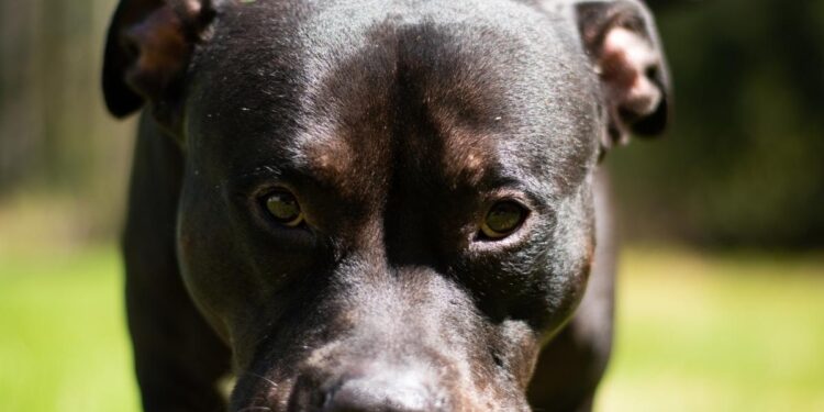 Menor fue víctima de ataque canino en Lepaera, Lempira