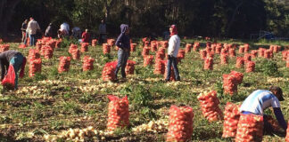 https://hch.tv/2022/05/26/alto-precio-de-los-insumos-tienen-del-pelo-a-productores-de-cebolla-de-lejamani-comayagua/