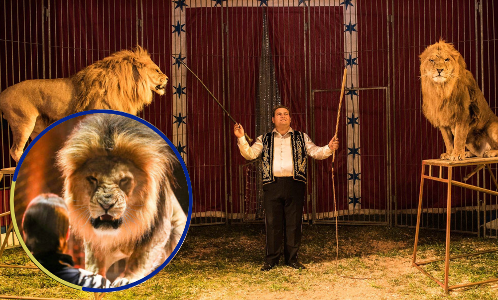 VIDEO|Instante exacto en que un domador salva su vida del ataque de un  feroz león 