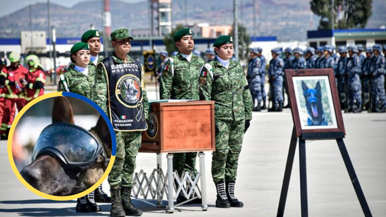 Proteo llega a México: rescatistas rinden un emotivo homenaje al perrito en  el AIFA - HCH.TV