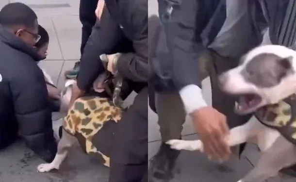 ¡Imágenes sensibles! Un bebé de apenas un añito es atacado por un pitbull en una calle de New York