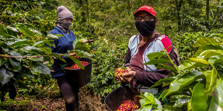 Con mano de obra 100% local avanza el corte del café en las fincas de Belén Gualcho, Ocotepeque