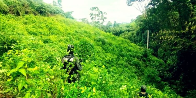 Aseguran 16 mil arbustos de coca en montaña de Colón