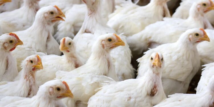 ¡Año nuevo, precio nuevo! Un lempira aumentaría la libra de pollo a partir del lunes