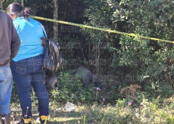 ¡Brutal! Criminales le arrebatan la vida a dos hombres en Lepaterique