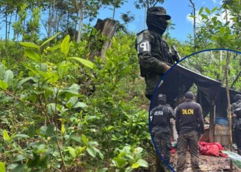 ¡No para la siembra! Localizan 30 mil arbustos de coca y un narcolaboratorio en Colón