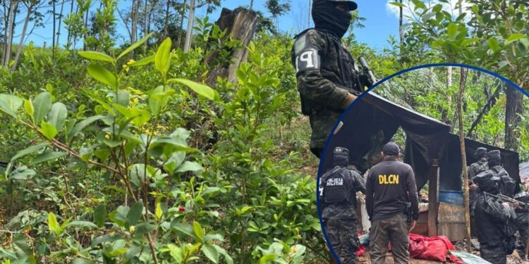 ¡No para la siembra! Localizan 30 mil arbustos de coca y un narcolaboratorio en Colón