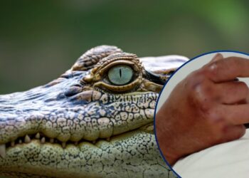 ¡No se confíe! Preocupación por ataque de cocodrilo en un río de Olancho