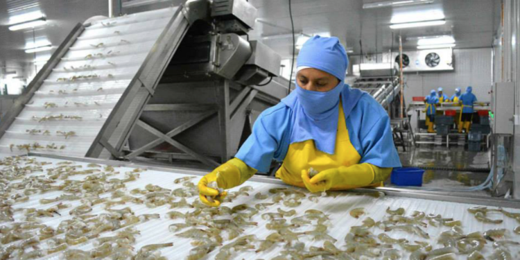 “Volvemos a un mercado que paga lo justo”, productores de camarón celebran posible apertura de comercio con Taiwán