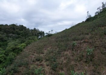 Aseguran 30 mil arbustos de coca en Patuca, Olancho