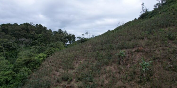 Aseguran 30 mil arbustos de coca en Patuca, Olancho