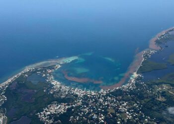 Cubiertas de sargazo permanecen las playas de Utila