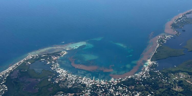 Cubiertas de sargazo permanecen las playas de Utila