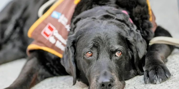 Eika, el primer perro de apoyo que ayuda a declarar a una víctima de violencia de género