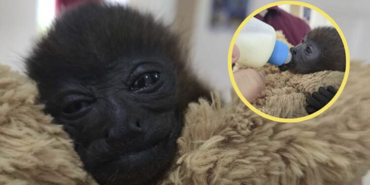 ¡Punch Catracho! Una cría de mono aullador que fue rescatada en Atlántida