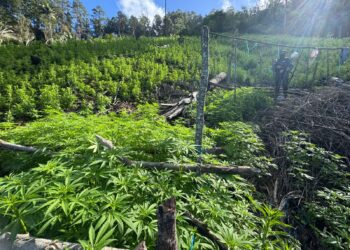 Aseguran 28 mil plantas de marihuana en Olancho
