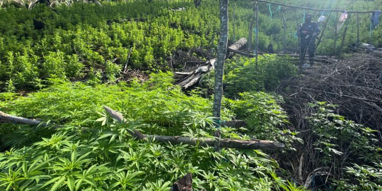 Aseguran 28 mil plantas de marihuana en Olancho