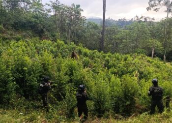 Localizan 14 mil arbustos de coca en montañas de Tocoa y Jocón