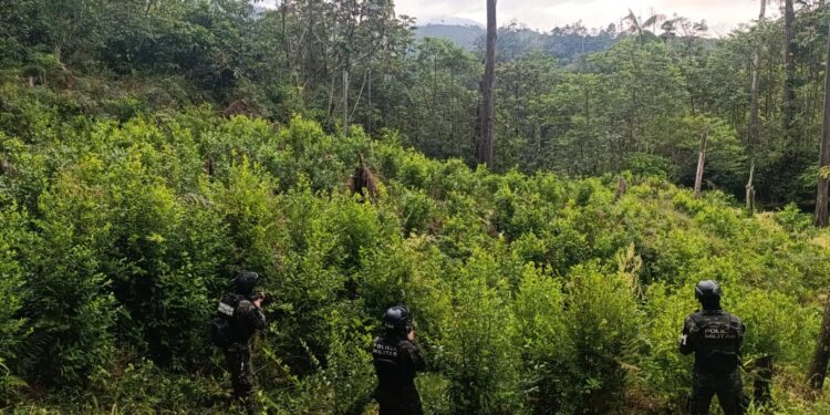 Localizan 14 mil arbustos de coca en montañas de Tocoa y Jocón