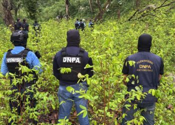 Localizan plantación de coca y un narcolaboratorio en Patuca