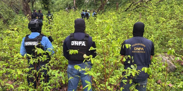 Localizan plantación de coca y un narcolaboratorio en Patuca