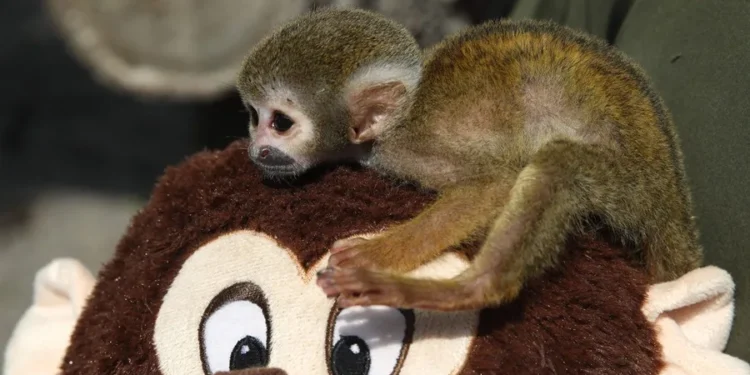 Bautizan como el Punch peruano a mono rescatado del tráfico de animales en la Amazonía