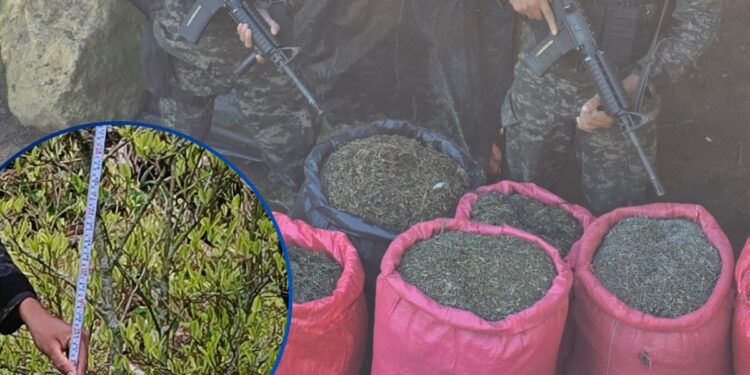 Producción de droga en Colón no se detiene: Aseguran 33 mil arbustos de coca y 11 mil de marihuana