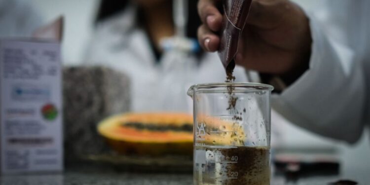 Estudiantes bolivianas avanzan en anticonceptivo masculino reversible a partir de papaya