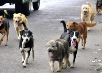 Presentan moción en el Congreso Nacional para asignar L3.5 millones para esterilizar perros, gatos y otros animales