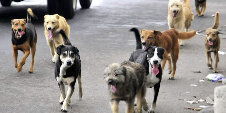 Presentan moción en el Congreso Nacional para asignar L3.5 millones para esterilizar perros, gatos y otros animales