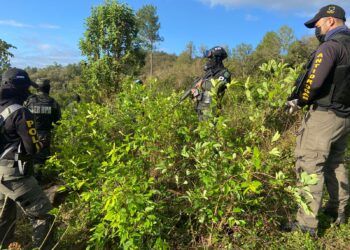 ¡Más narco siembras! Localizan 3 mil arbustos de coca en Santa Bárbara