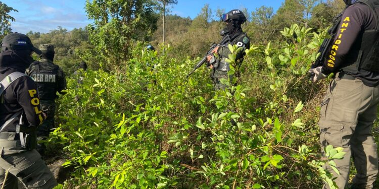 ¡Más narco siembras! Localizan 3 mil arbustos de coca en Santa Bárbara