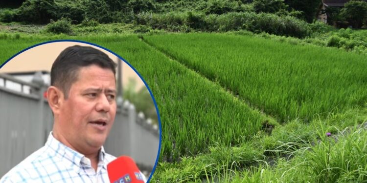 El clima, altos costos y problemas financieros, mantienen en vilo a los productores de arroz
